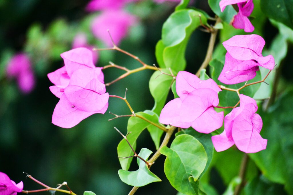 Bougainvillea Flowers. Pink Flowering Plants