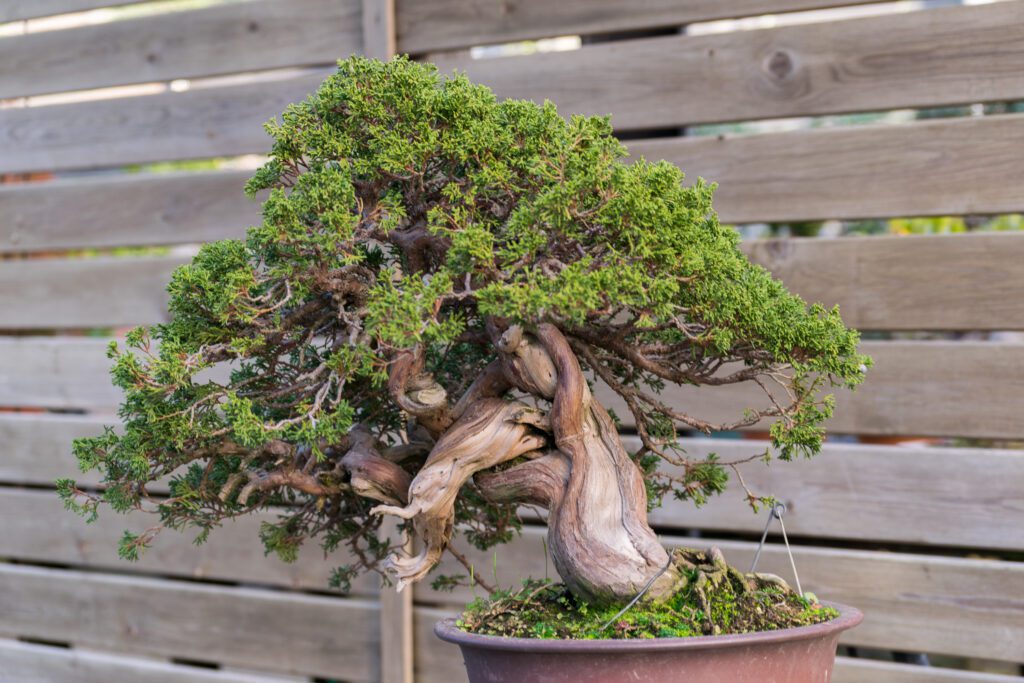 Semi-Cascading Deadwood Tanuki Bonsai - Care Tips