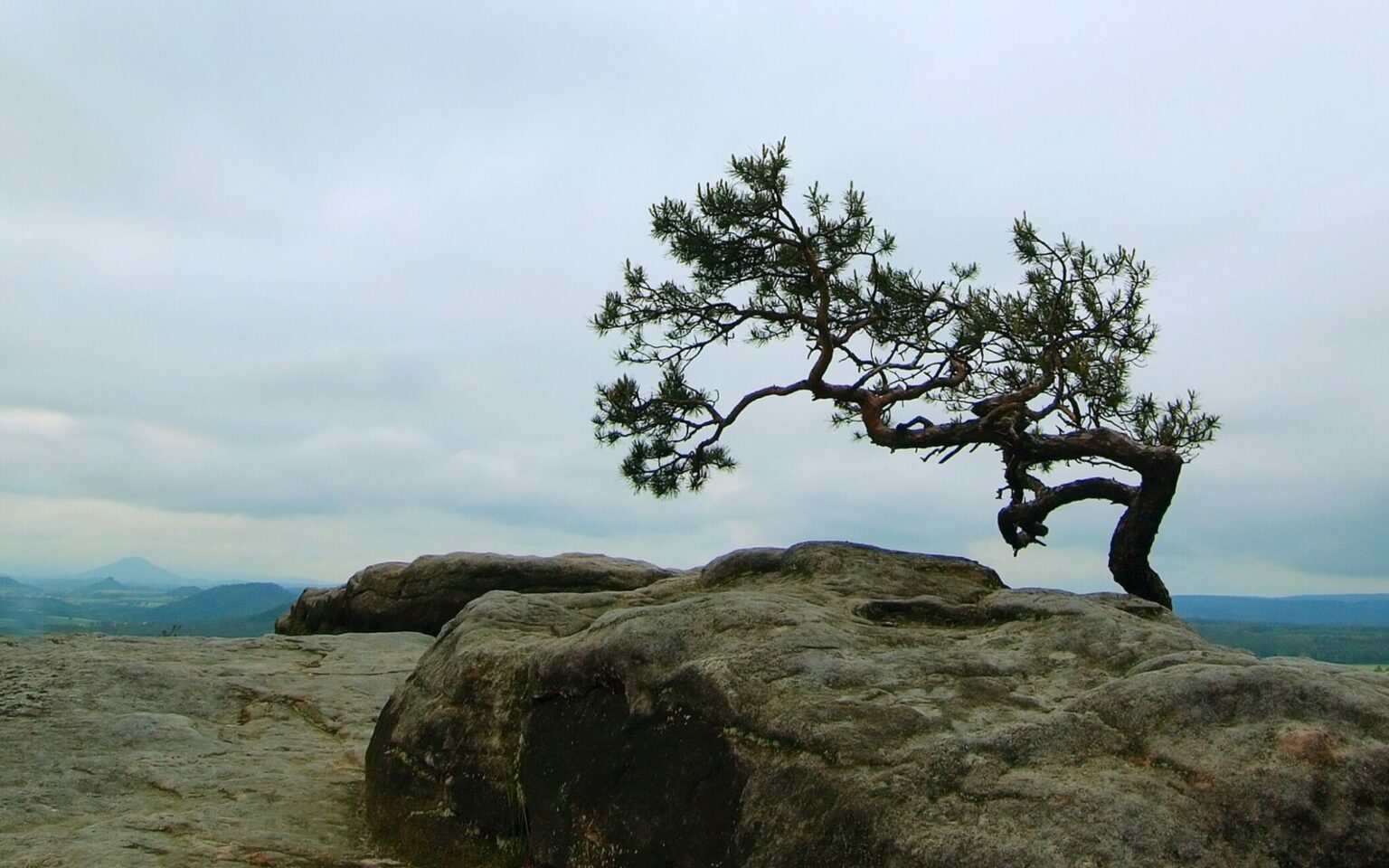 Yamadori Bonsai (Collecting Bonsai from Nature) with Photos