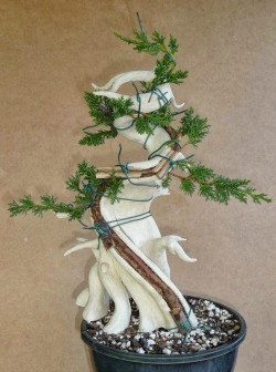 Flexible Juniper Fits in Nicely - Bonsai Care Tips