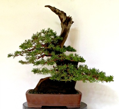 Securing Bonsai Tree and Driftwood - Care Tips