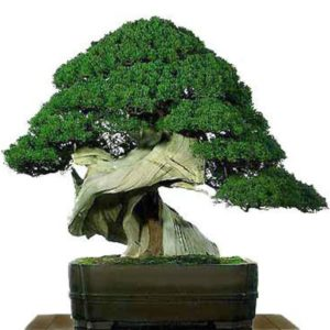 Old Japanese Tanuki Bonsai - Care Tips