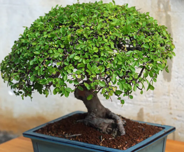 Ancient Bonsai With Tiny Leaves In Pot