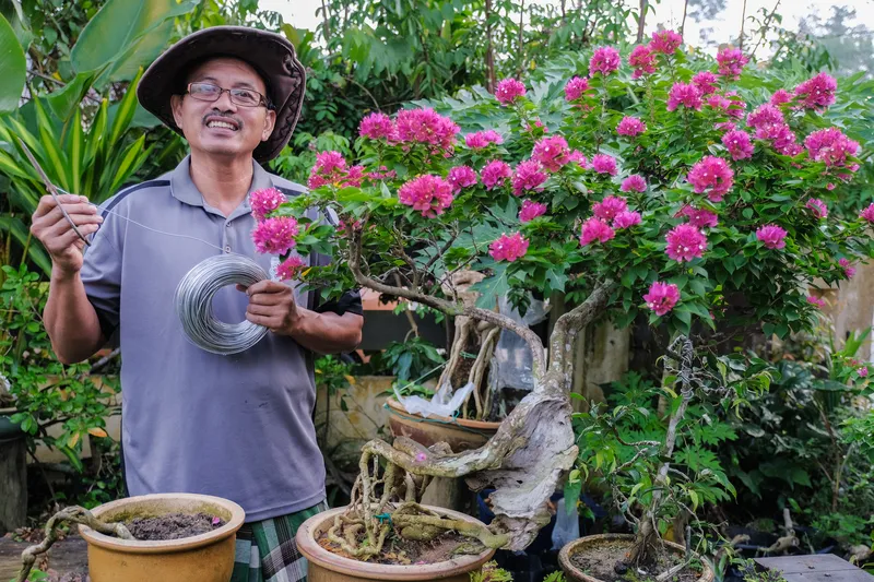 Bonsai Bougainvillea Care - Gardener Arranging And Pruning Trees