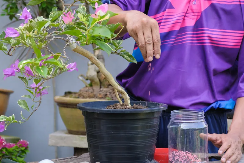 Bonsai Bougainvillea Care - Gardener Tending Trees