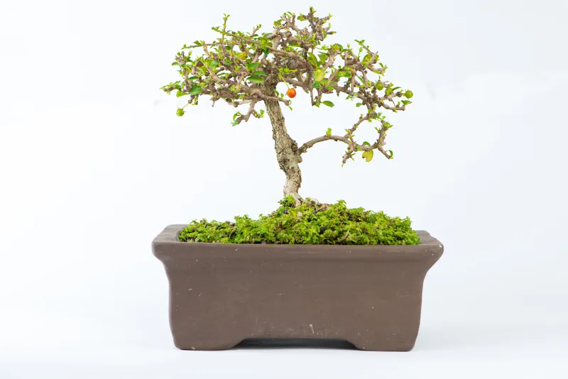 Bonsai Fukien Tea On Display