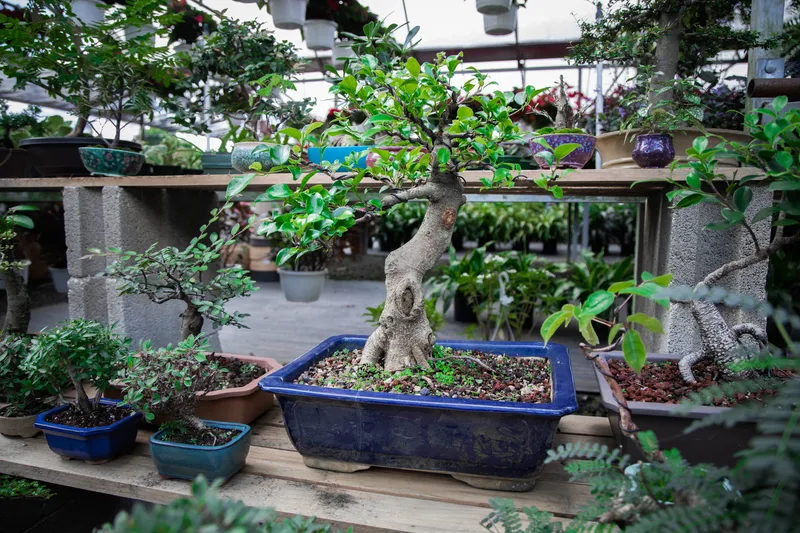 Bonsai Garden With Selective Focus