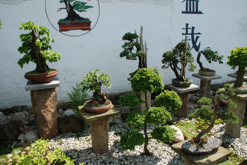 Bonsai Trees In Japanese Garden