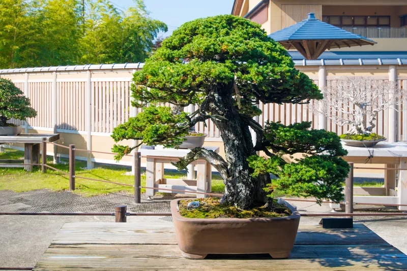 Buttonwood Bonsai Tree At Omiya Bonsai Village, Japan