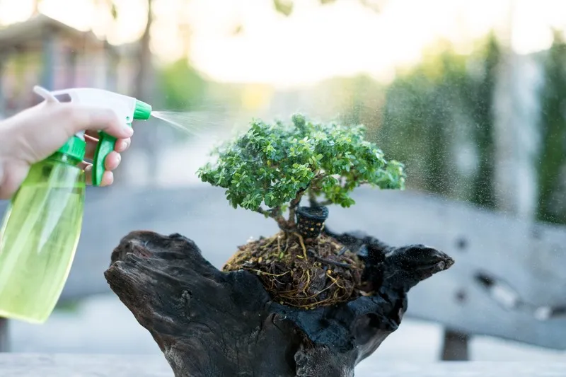 Comprehensive Guide To Bonsai Tree Watering Master The Art
