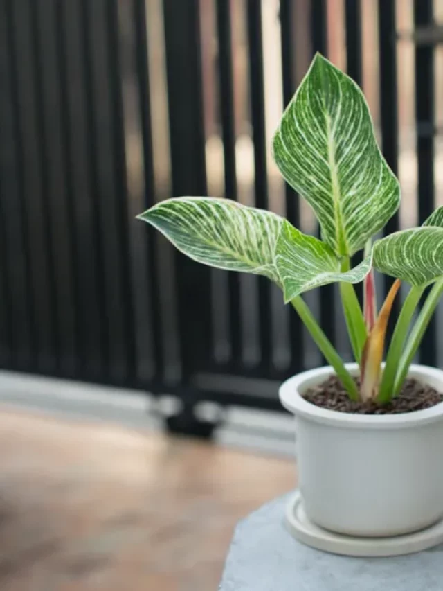 White-Potted Philodendron Birkin On Gray Cement Table