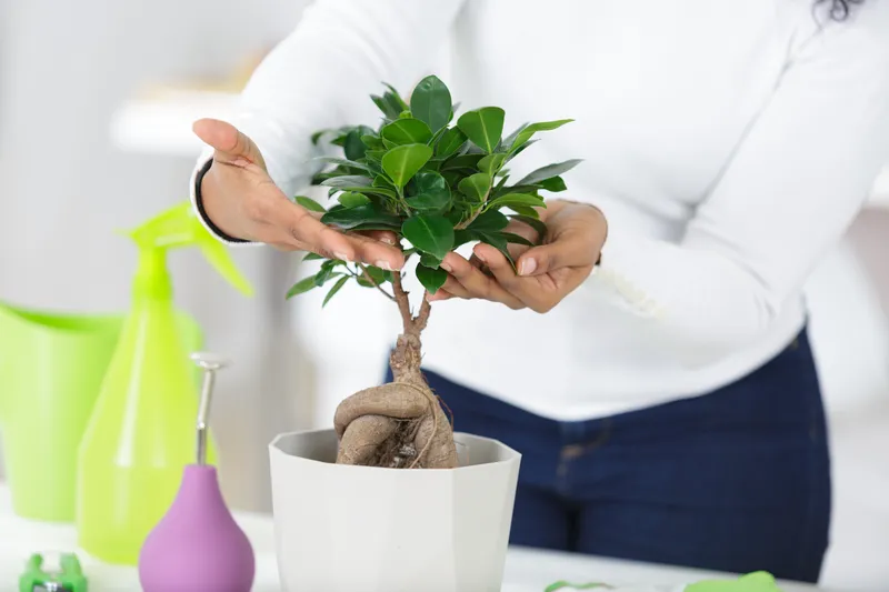 Bonsai Care Basics What You Need To Know Bonsai Mary