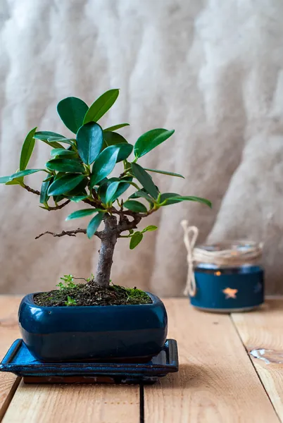 Ficus Panda Bonsai In Blue Pot On Wood Table