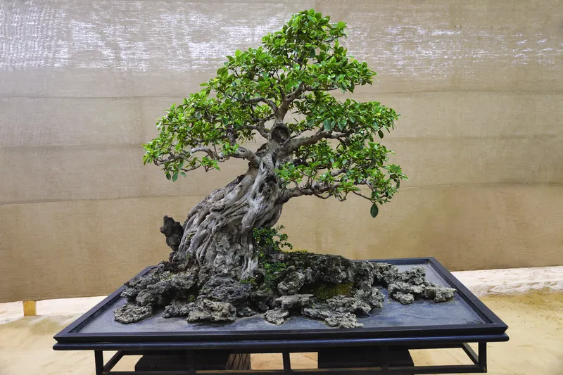 Ficus Retusa Tree At Bonsai Exhibition - Care Guide