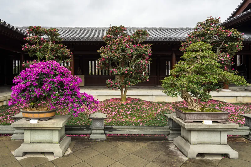 Flowering Bougainvillea Bonsai Trees - Perfect Care Guide