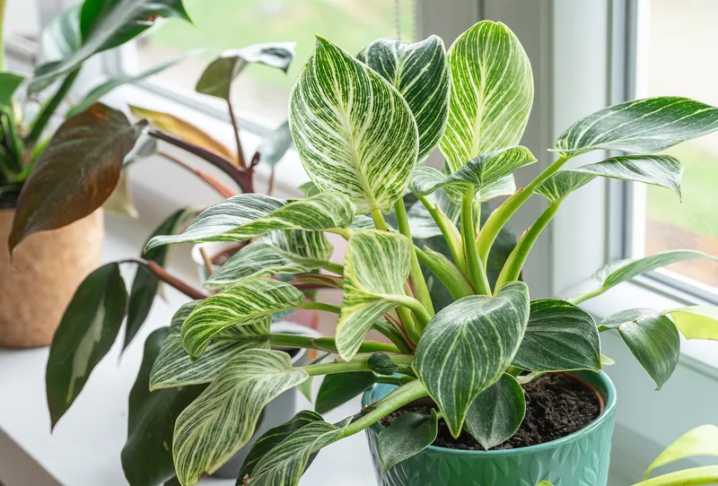 Green Leaf Of Philodendron Birkin Indoors