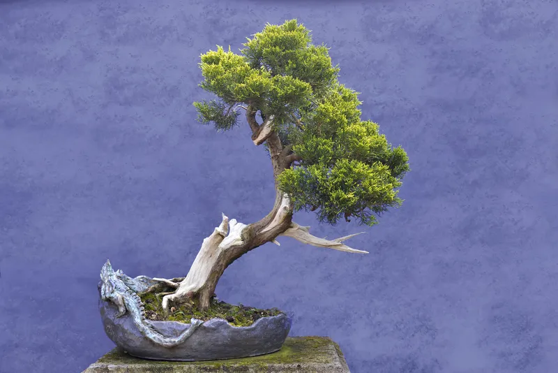 juniper tree bonsai