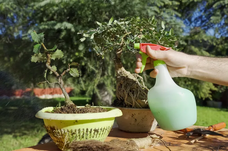 Bonsai Care Basics What You Need To Know Bonsai Mary