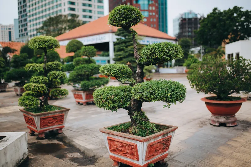 Ornamental Bonsai Trees