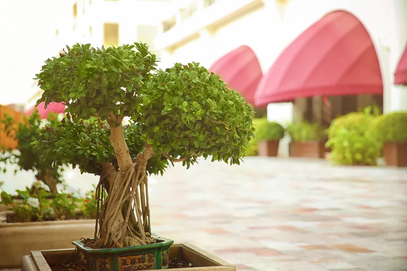 Finding The Perfect Bonsai Tree: Where To Look And What To Consider?