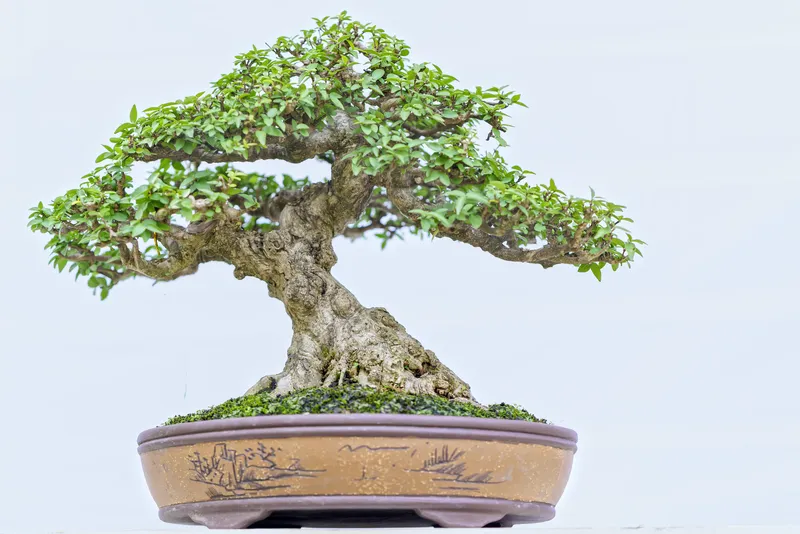 Potted Green Bonsai In Artistic Shape