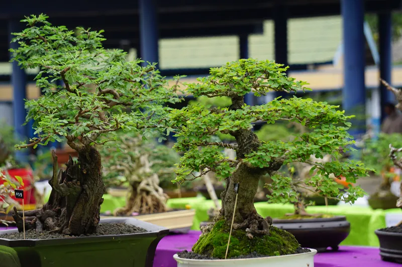 Stunning Natural Backdrop For Ficus Bonsai