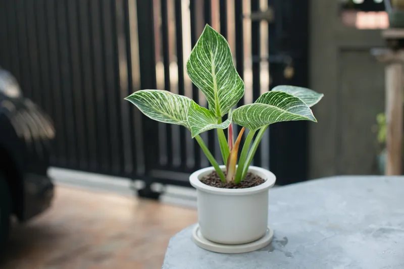 White-Potted Philodendron Birkin On Gray Cement Table