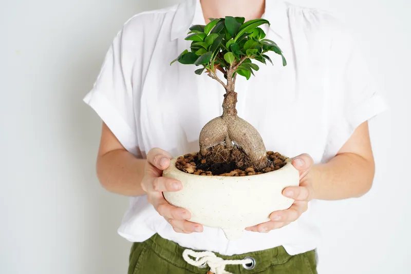 Young Woman Holding Ficus Microcarpa Ginseng - Care Guide