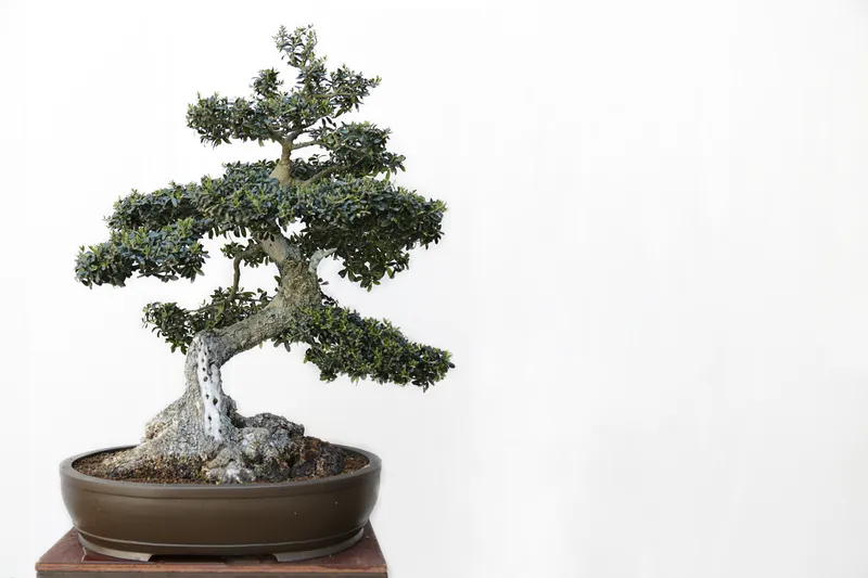 black olive tree bonsai care