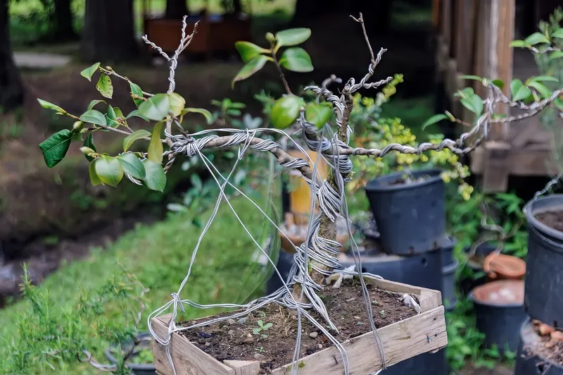 How Long Should Bonsai Wire Stay On? A Guide