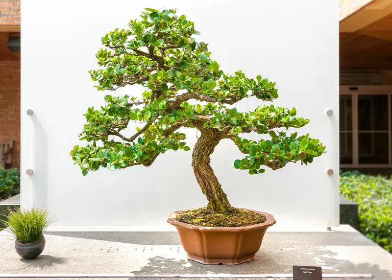 Carissa Bonsai Care A Comprehensive Guide