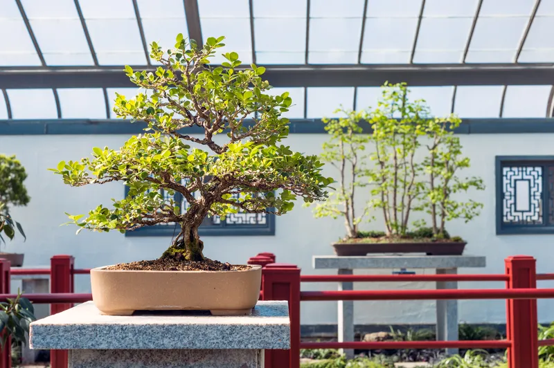 Chinese Boxwood Bonsai - A Miniature Tree Art
