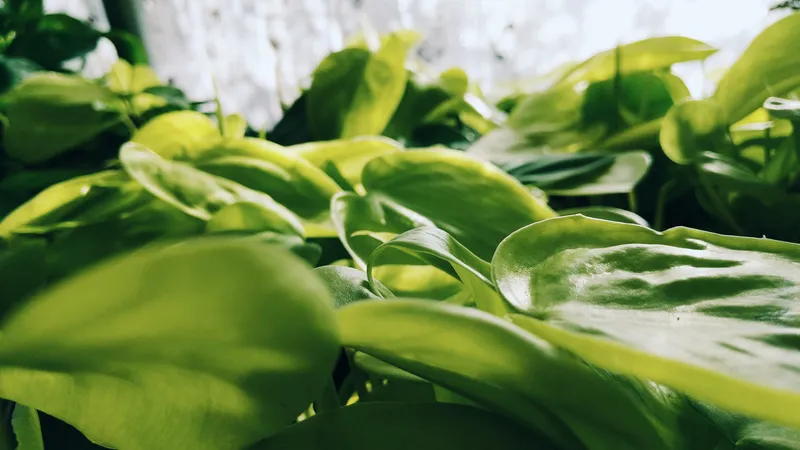 Lemon Lime" Philodendron - Vibrant Foliage Delight