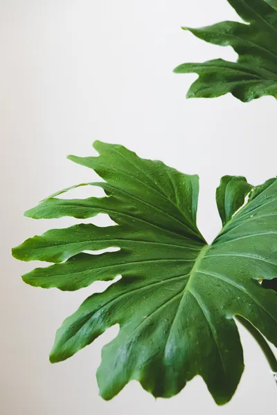 Lush Philodendron Selloum: Perfect Houseplant
