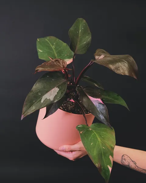 Pink Princess In Girl's Pink Pot