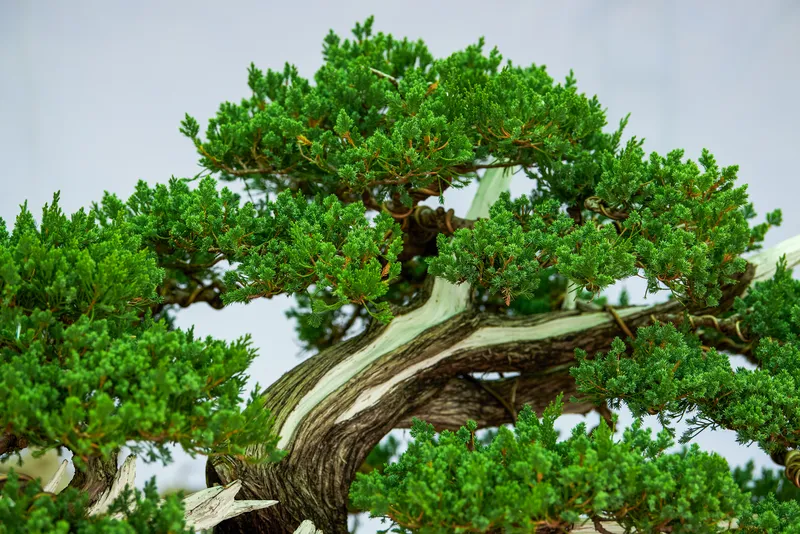 Trimming Huge Mini Pine Trees To Make A Zen Forest 