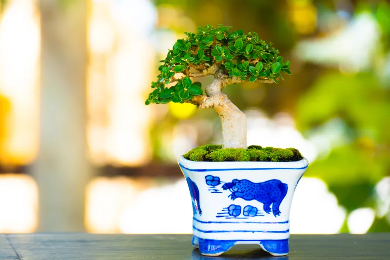 https://bonsaimary.com/wp-content/uploads/2023/05/sea-grape-bonsai-in-close-up-with-bokeh-background.webp