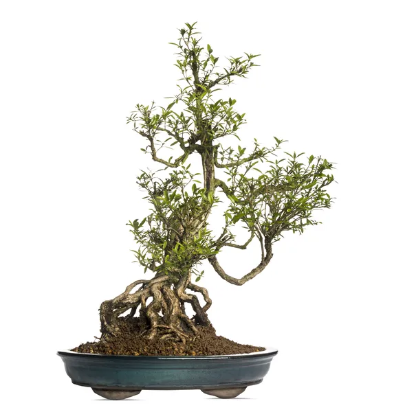 Serissa Foetida Bonsai On White Background