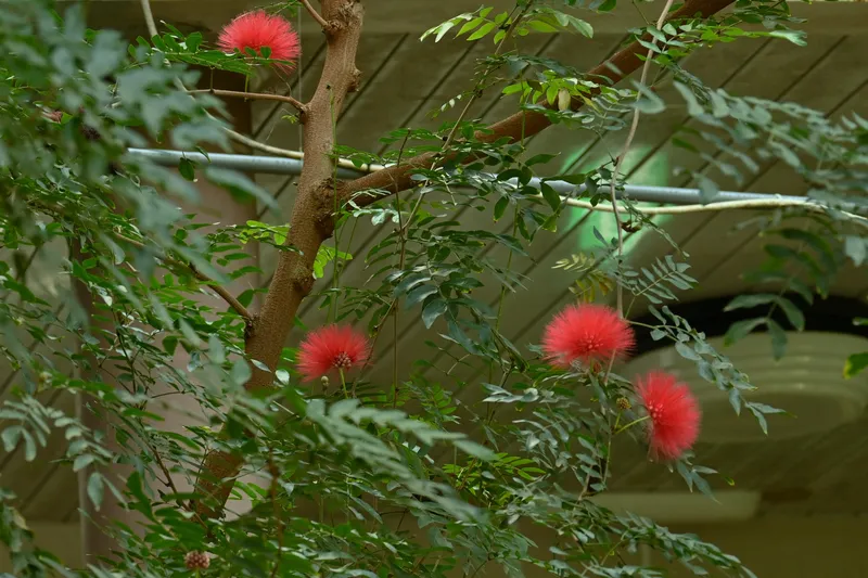 South American Evergreen Shrub With Red Powder-Puff Blossoms