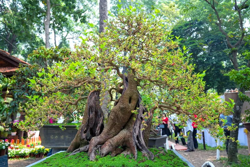 Tamarind Bonsai Tree At A Lunar New Year Festival In Ho Chi Minh City