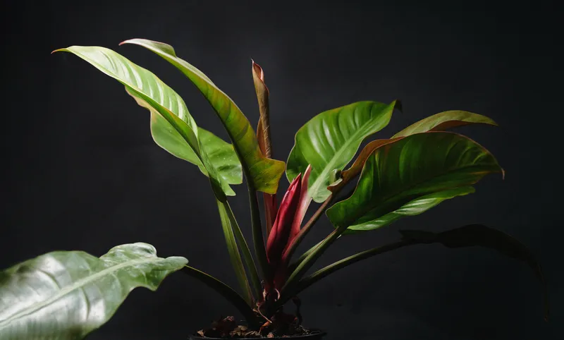 Vibrant Philodendron Imperial Red: Care Guide