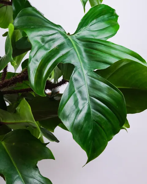 Vibrant Philodendron Squamiferum Leaf - Care Guide!