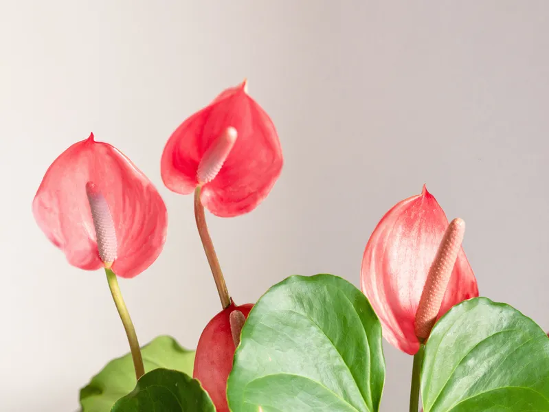 Anthurium Andraeanum: Vibrant Flamingo Flower