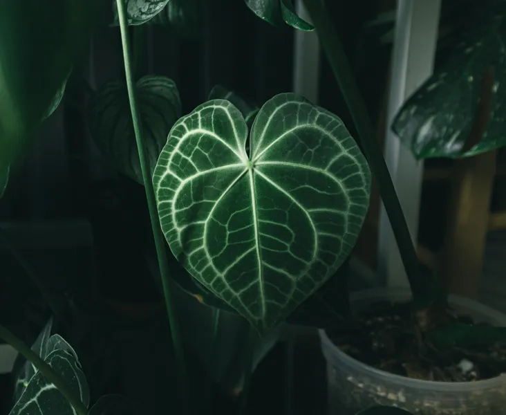 Anthurium Clarinervium: Elegant Houseplant