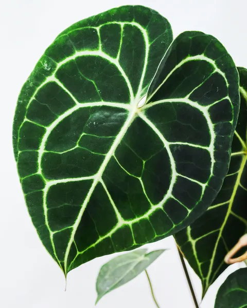 Anthurium Clarinervium: Striking Leaf Beauty