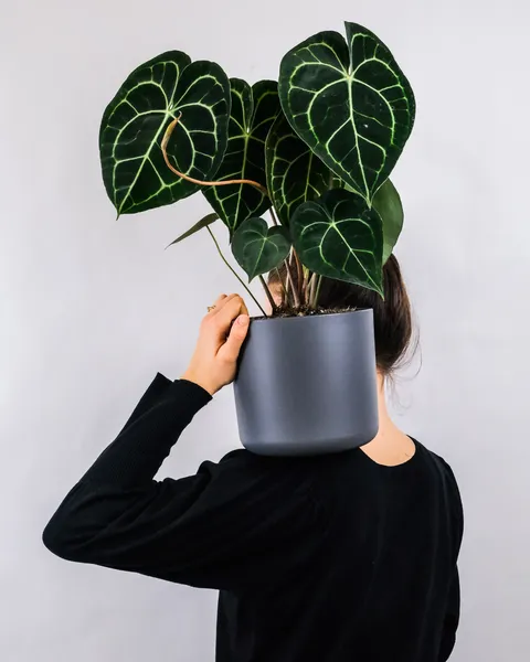 Anthurium Crystallinum: Graceful Shoulder Companion