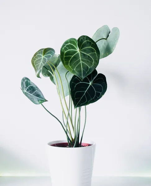 Anthurium Crystallinum: Stunning Leaf Elegance