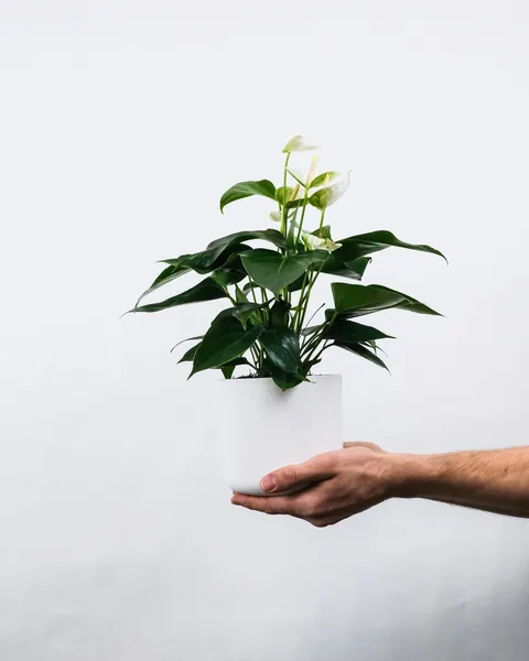 Anthurium Scherzerianum: Captivatingly Held