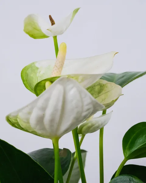 Anthurium Scherzerianum: Exquisite Flower Close-Up