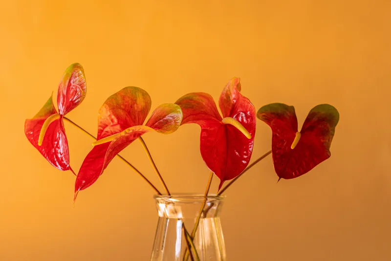 Flamingo Flower: Table Centerpiece With Anthurium Andraeanum